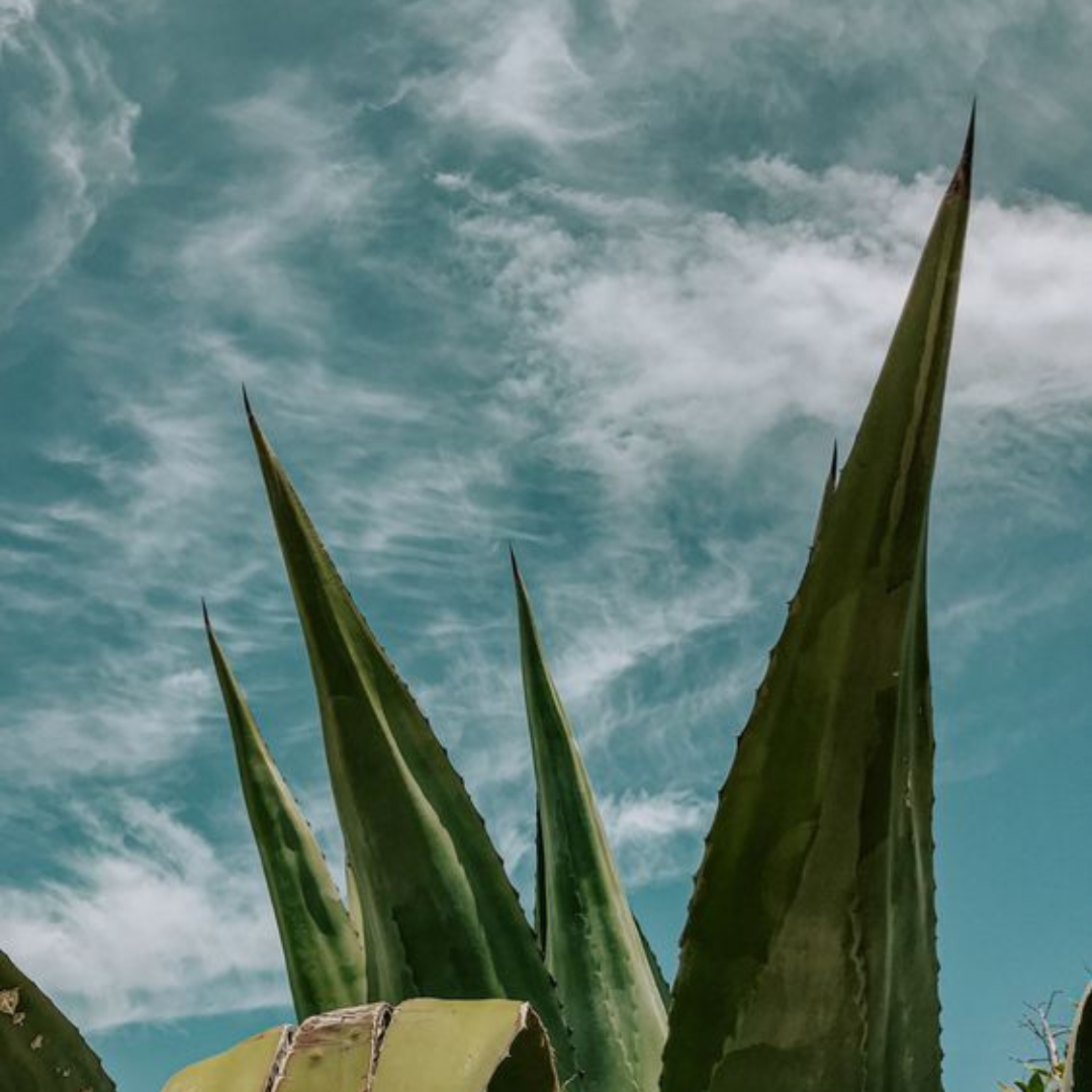 The Magical Power of Aloe
