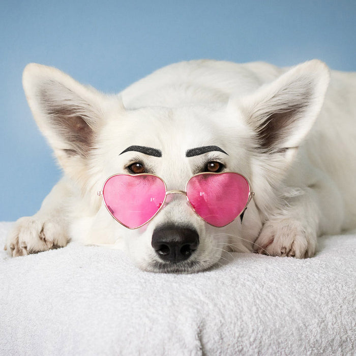 Your pet can have perfect brows in seconds too...